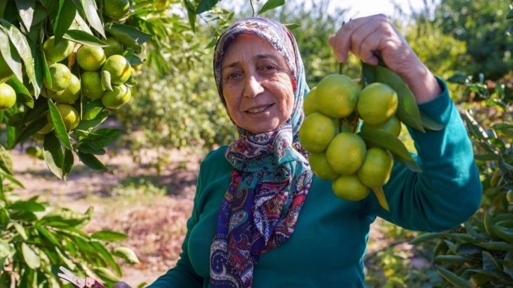 Satsuma mandalinasında hasat dönemi başladı