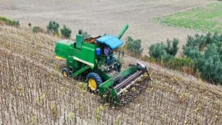 Savaş ve tırtıl istilasıyla önemi artan ayçiçeğinde hasat başladı