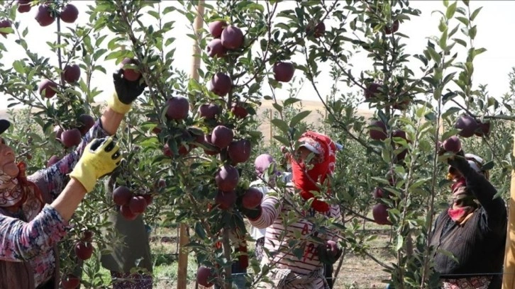 Sıcaklık ve kuraklık Niğde'de elma üretimini olumsuz etkiledi