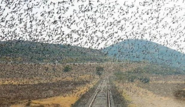 Sığırcık sürüsü mükemmel görüntüler oluşturdu