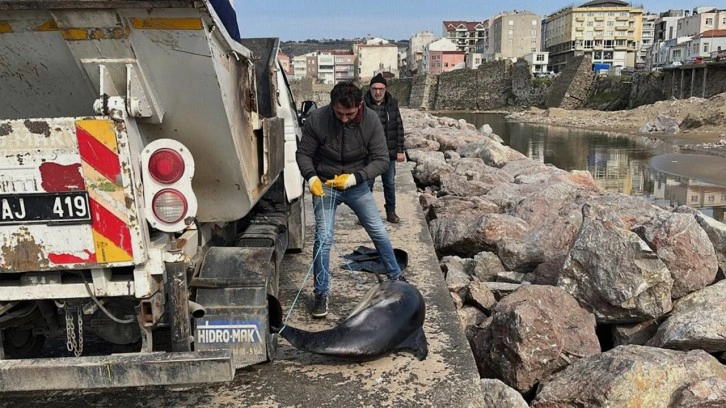 Sinop'ta ölü yunuslar kıyıya vurdu