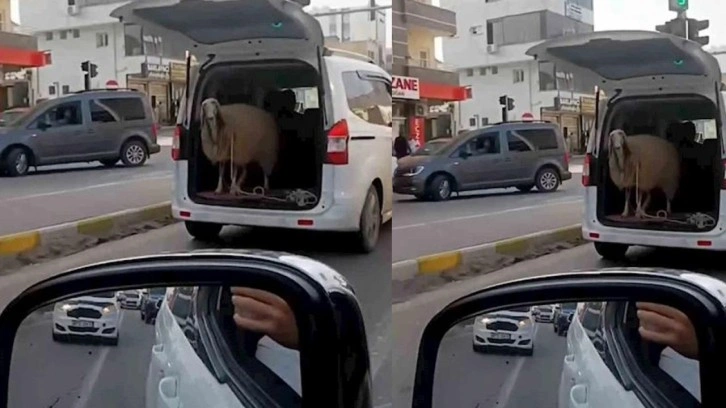 Şırnak'ta akılalmaz olay! Koyunu bagaj açık şekilde taşıdılar