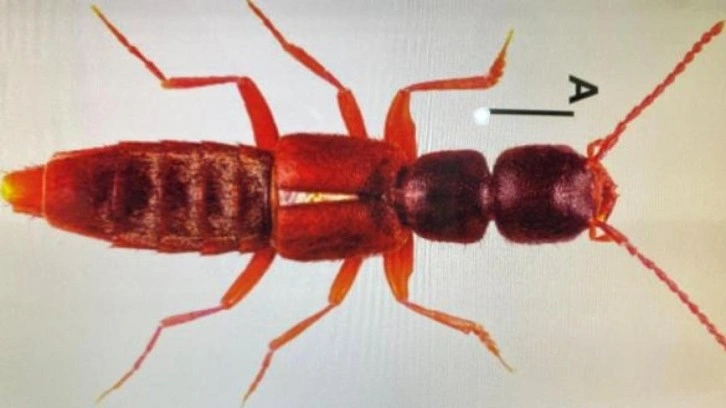 Sivas'ta yeni bir böcek türü keşfedildi; Medon turcicus