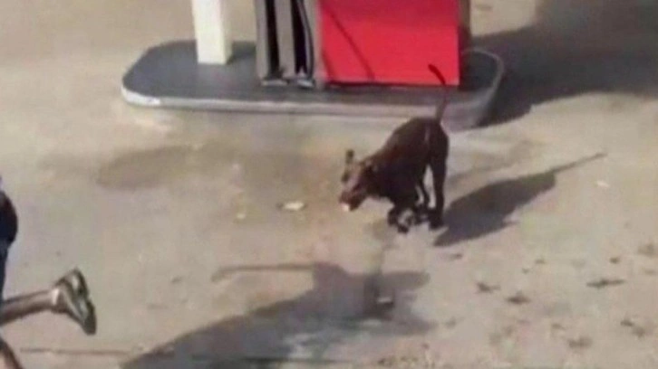 Siyasilere 'başıboş köpek' çağrısı: İngiltere'nin 'önce insan' hassasiyeti