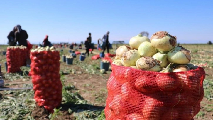 Soğan fiyatları 6-7 liraya kadar düştü, ürünler tarlada kaldı