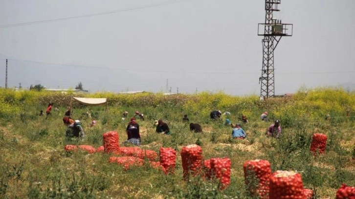 Soğanın tarlada fiyatı 4 liraya kadar indi