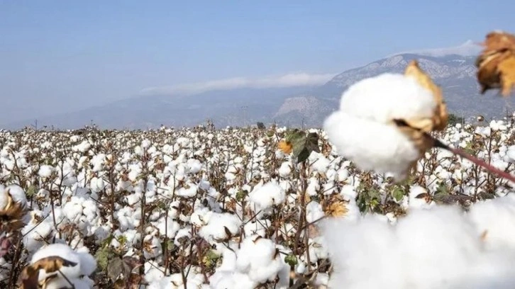 Söke pamuğu AB'den coğrafi işaret tescili aldı