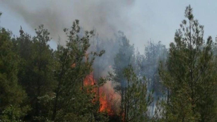 Son Dakika: Tokat’ta orman yangını!