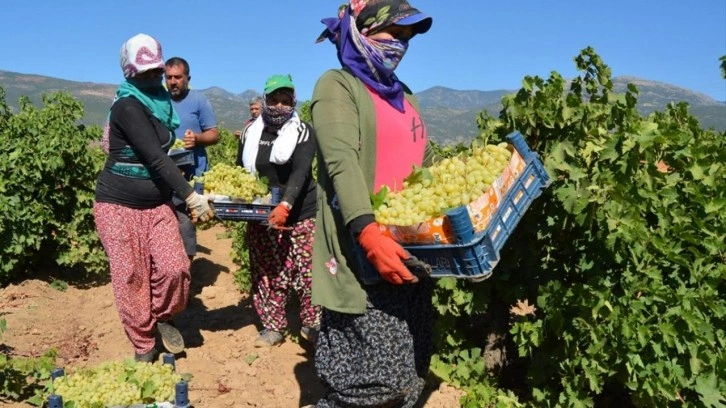 Tarım işçilerinin günlük yevmiyeleri belli oldu