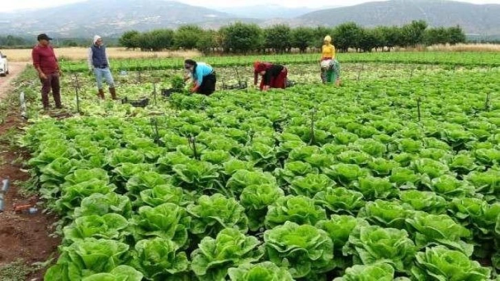 Tarlada yeşillik fiyatları tabana düştü