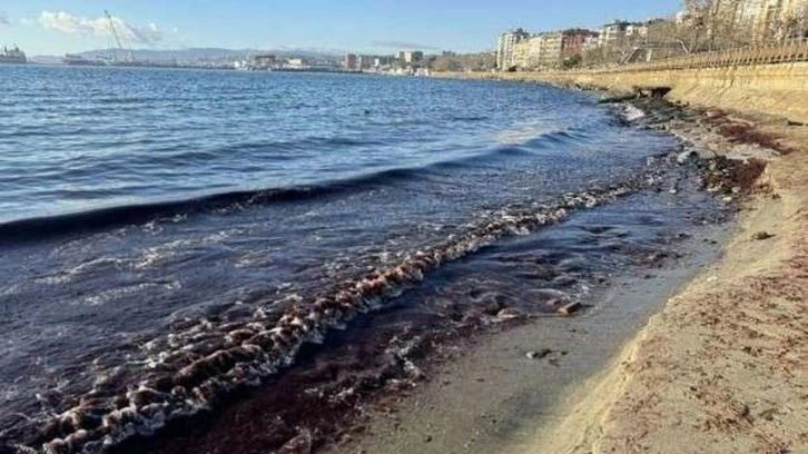 Tekirdağ'da lodos nedeniyle sahilde kırmızı yosun birikti