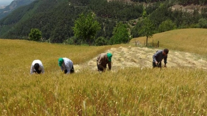 Teknolojinin giremediği köyde orakla buğday hasadı