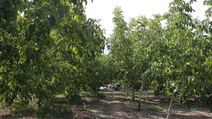 Tokat'ta ceviz üretim alanı genişliyor