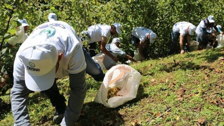 Trabzon'da fındık işçilerinin günlük yevmiyesi belli oldu!