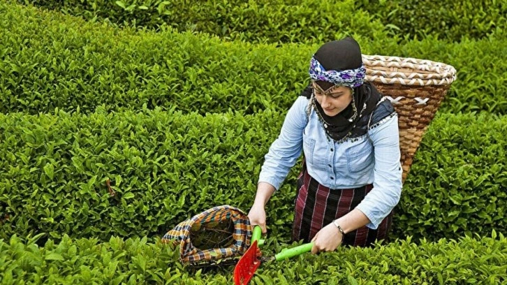 Türkiye'den çay ihracatı 5 ayda 14,9 milyon dolar oldu