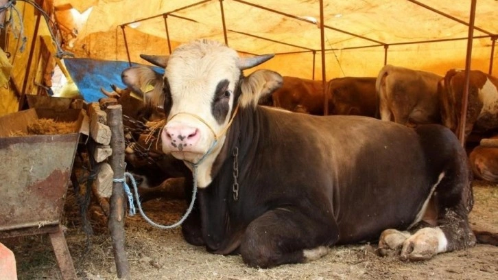 TZOB, kurbanlık fiyatları hakkında açıklama yaptı!