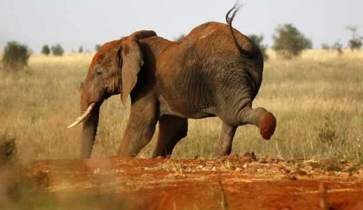 Uganda'da fil, aracından çıkan turisti ezerek öldürdü