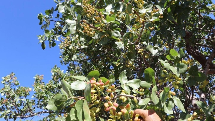 Ürünler meyvelerini verdi, Antep fıstığı Sivas'ı sevdi