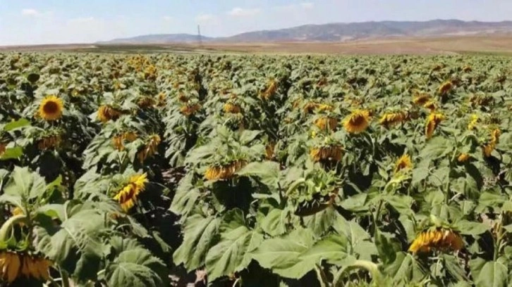 Yağlık ayçiçeği tarlaları yüzleri güldürdü