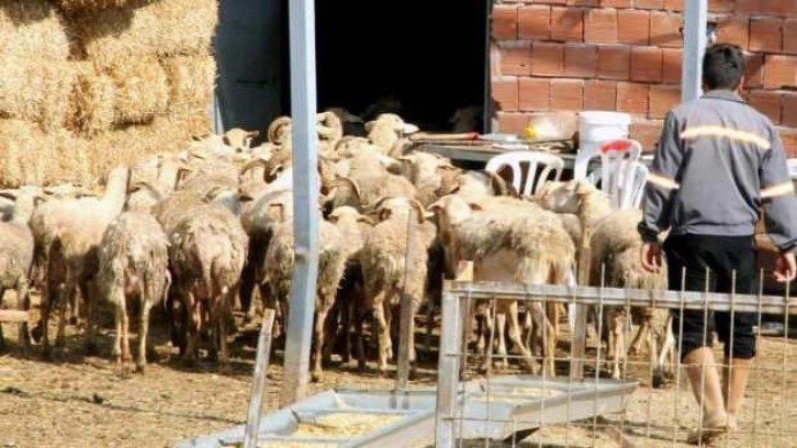 Yalova kıvırcığı koyunu ırkı resmen tescillendi