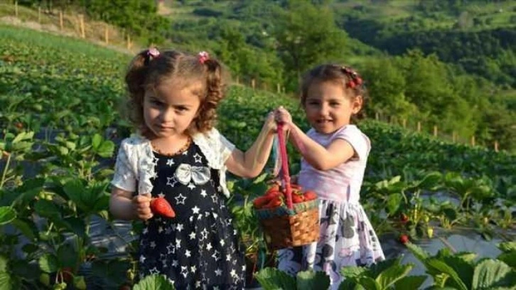 Yalova'da yediveren 'Sermayecik çileği'nde hasat başladı