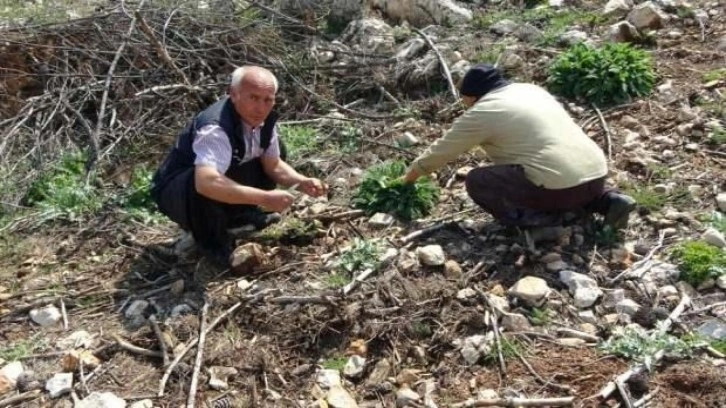 Yanan ormanlık alanda yetişti, köylüler her yerde onu arıyor