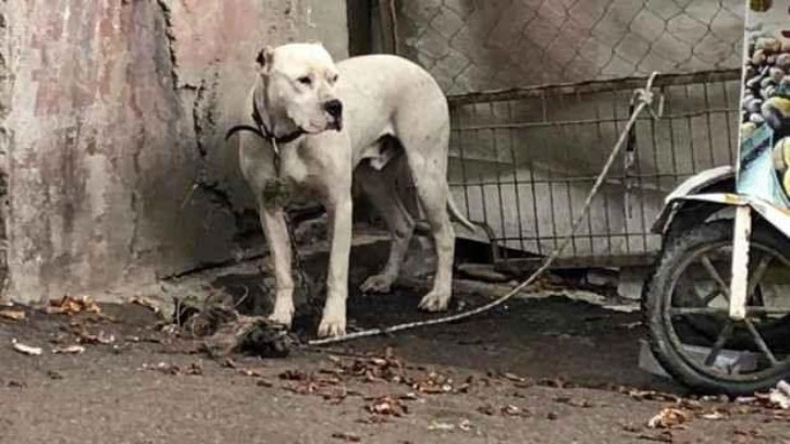 Yasaklı ırk köpeği direğe bağlayıp kaçtılar