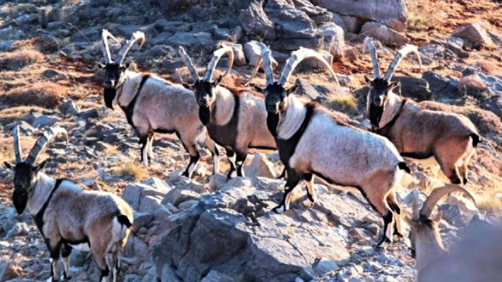 Yeni yıla saatler kala ortaya çıktılar! Malatya'da görüldüler