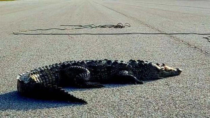 Yola çıkan timsah trafiği kilitledi