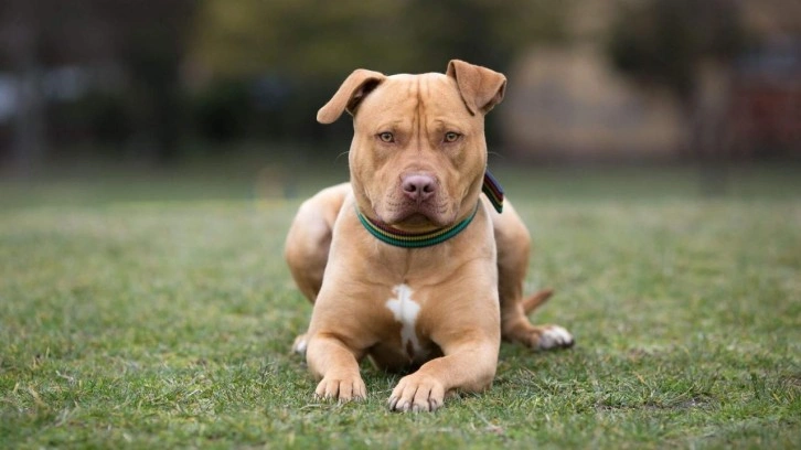 Yukarı Avusturya'da köpek saldırısına uğrayan kadın olay yerinde hayatını kaybetti!