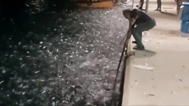 Yunanistan'da binlerce balık kıyıya vurdu