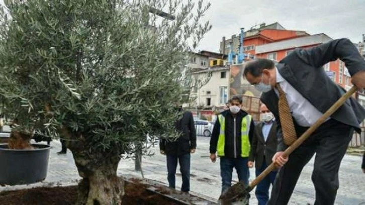 Zeytin ağaçlar, kent peyzajında yeni bir sektör oluşturdu