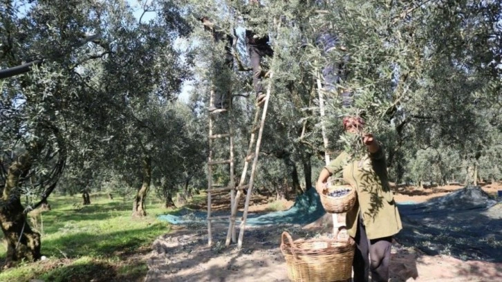 Zeytin alım fiyatları belli oldu