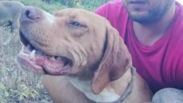 20 bin liralık köpeğini çaldılar bulana kuzu hediye edecek