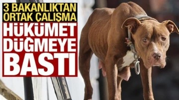 3 bakanlık köpek sorunuyla ilgili harekete geçti