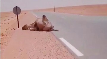 60 derece sıcaklıktaki çölün ortasında baygın deveyi gördü, pet şişeyle su içirdi