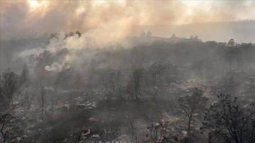 ABD'nin California eyaletindeki orman yangınlarında 350 bin dönümden fazla alan yandı