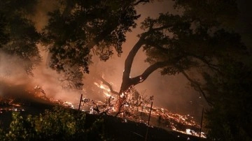 ABD'nin California eyaletindeki orman yangınlarında 370 bin dönümden fazla alan yandı