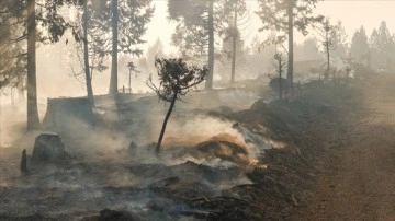 ABD'nin California eyaletindeki yangınlarda 440 kilometrekareden fazla alan kül oldu