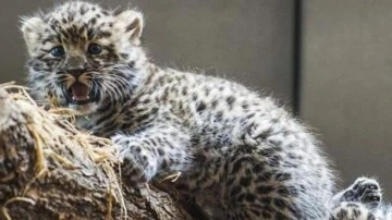 ABD&rsquo;de nesli tükenmekte olan iki Amur leoparı doğdu