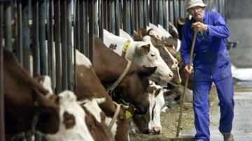 ABD'deki bir mandırada çıkan yangında 18 bin inek öldü