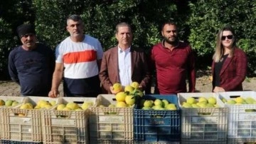 Adana&rsquo;da portakal hasadı başladı, bahçede kilosu 10-12 lira