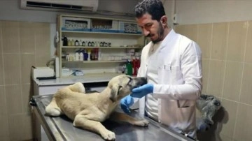 Adıyaman'da sahipsiz hayvanlara kuduz aşısı yapılıyor