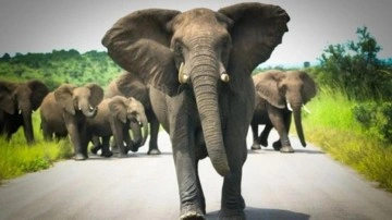 Afrika'da filler fotoğraf için yaklaşan turisti öldürdü