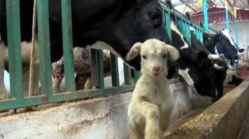 Ahırda hayvanlarına yem vermeye gitti, oğlağın inekten süt emdiğini görünce duygulandı