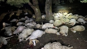Amasya'da ağaca yıldırım düştü, 76 koyun telef oldu!