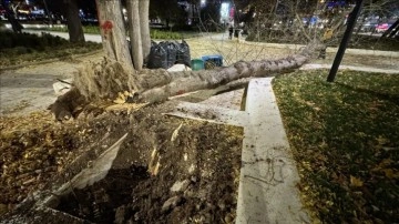 Ankara'da rüzgar nedeniyle ağaç devrildi