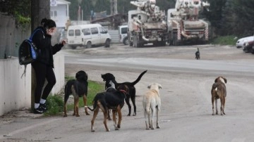 Ankara Valiliği sokak hayvanları için harekete geçti! Belediyelere talimat gitti