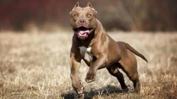 Ankara'da pitbull dehşeti