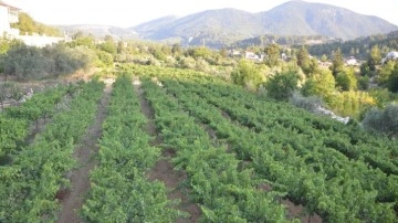 Antalya'da üzümde bu yıl yüzde yüz rekolte bekleniyor